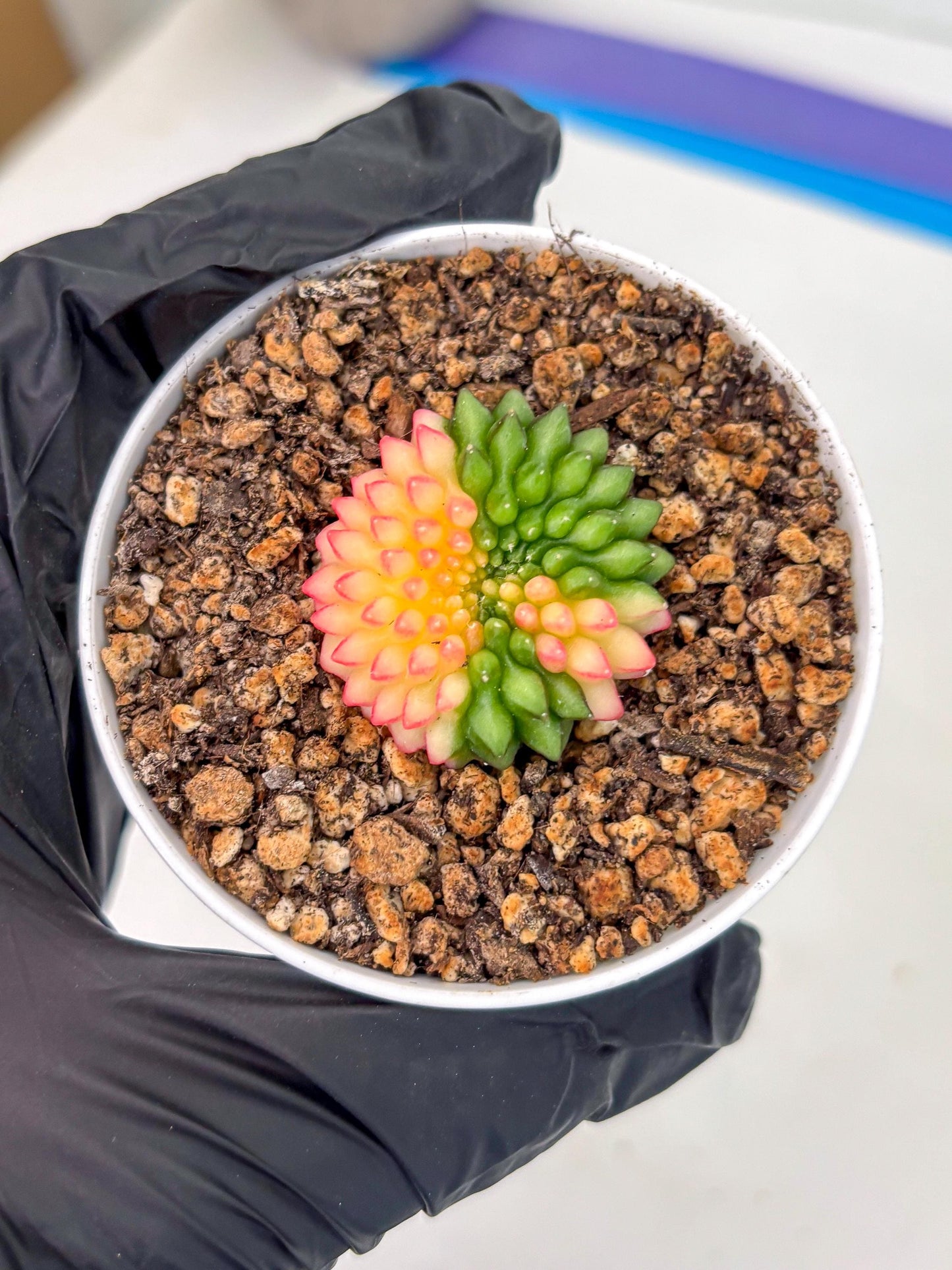 Starter Plants!! Gymnocalycium Inermis Cristata | (gy10) (g5)