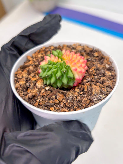 Starter Plants!! Gymnocalycium Inermis Cristata | (gy10) (g5)