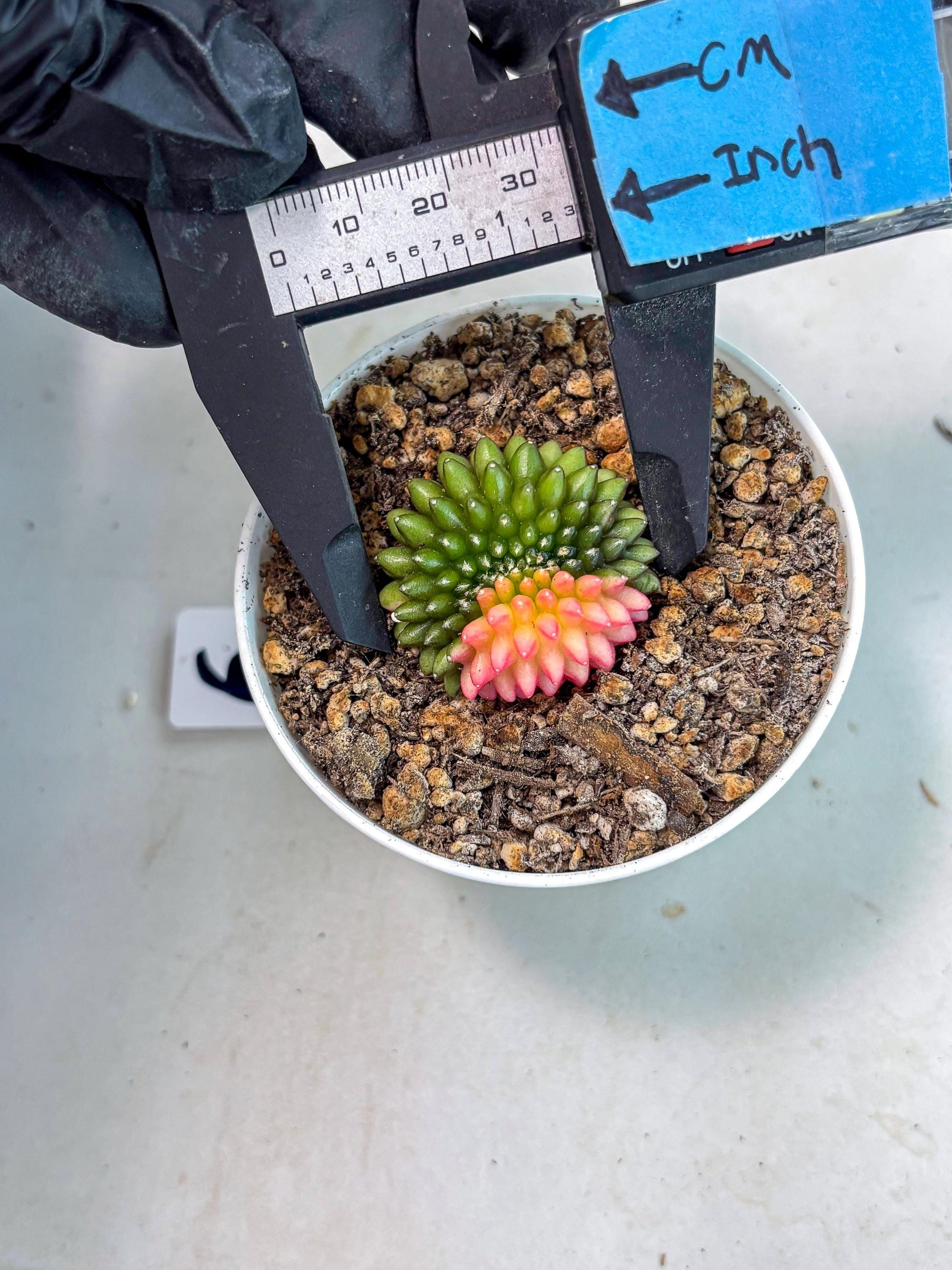 Starter Plants!! Gymnocalycium Inermis Cristata | (gy10) (g6)