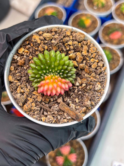 Starter Plants!! Gymnocalycium Inermis Cristata | (gy10) (g6)