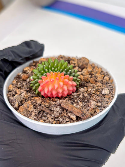 Starter Plants!! Gymnocalycium Inermis Cristata | (gy10) (g6)