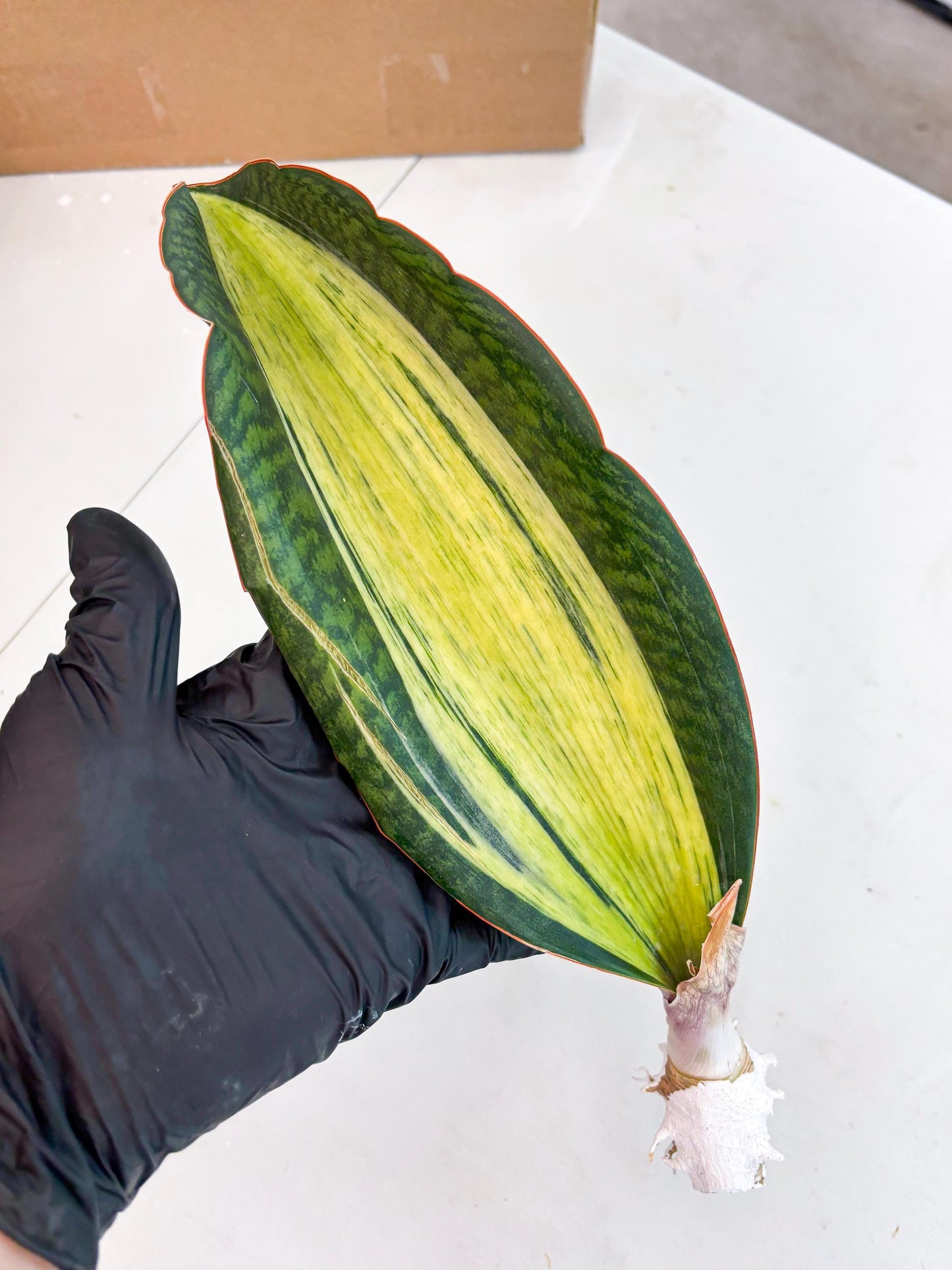 Sansevieria Masoniana Bruda (2) | Masoniana Var x Eliptica Var