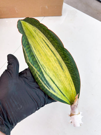 Sansevieria Masoniana Bruda (2) | Masoniana Var x Eliptica Var