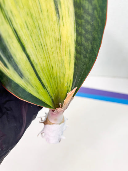 Sansevieria Masoniana Bruda (2) | Masoniana Var x Eliptica Var
