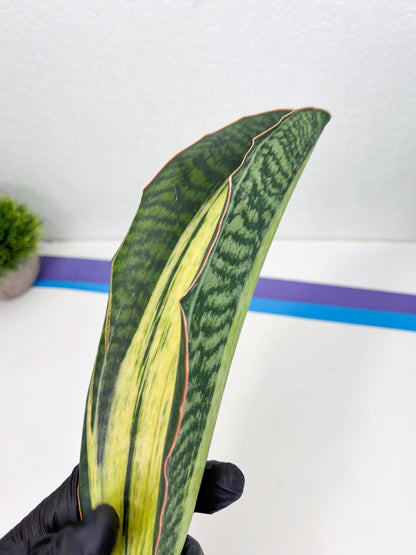 Sansevieria Masoniana Bruda (2) | Masoniana Var x Eliptica Var