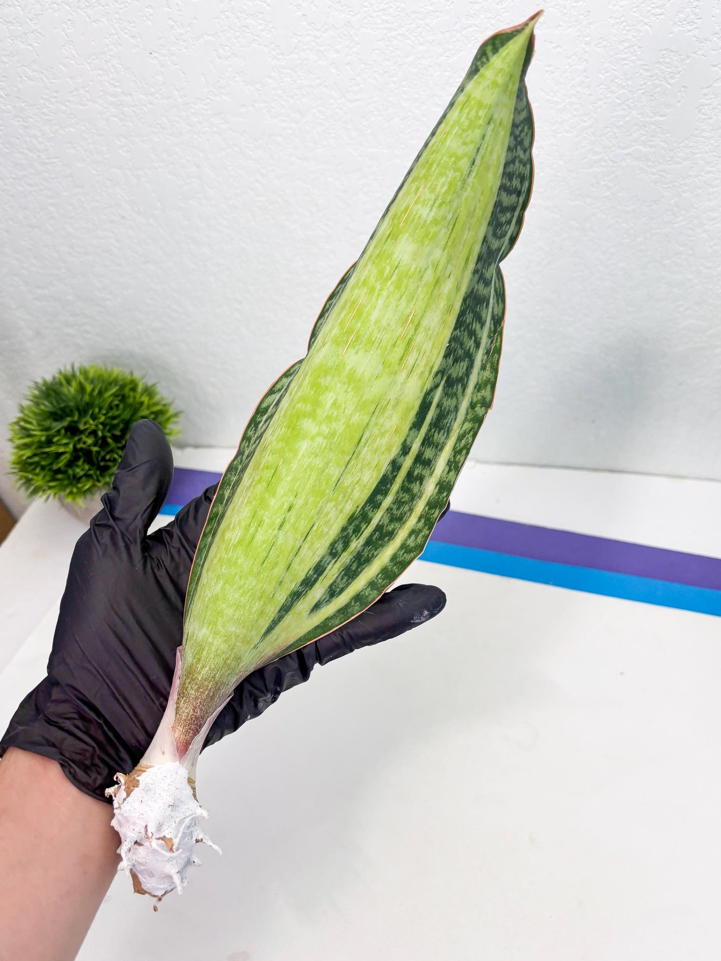Sansevieria Masoniana Bruda (2) | Masoniana Var x Eliptica Var