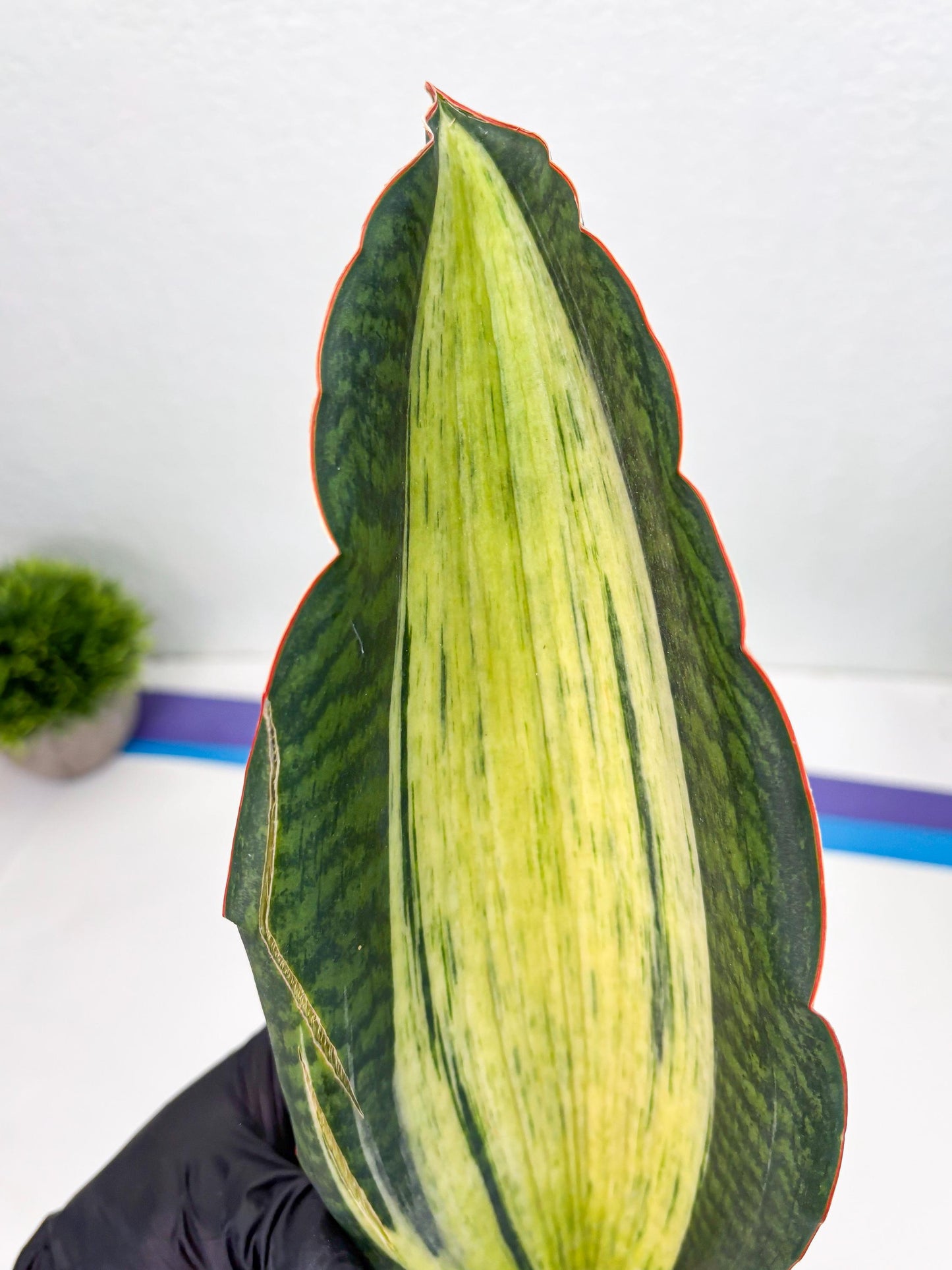 Sansevieria Masoniana Bruda (2) | Masoniana Var x Eliptica Var