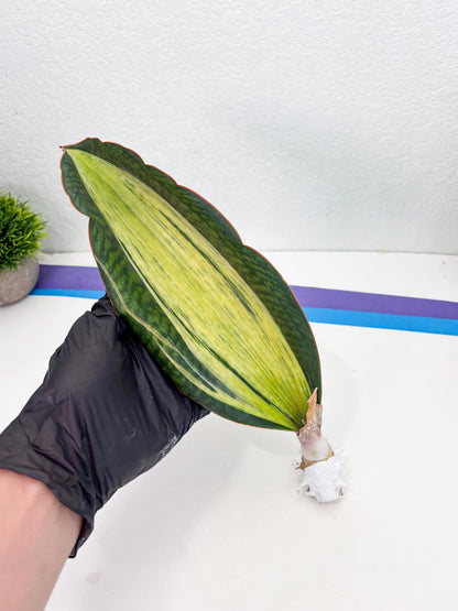 Sansevieria Masoniana Bruda (2) | Masoniana Var x Eliptica Var
