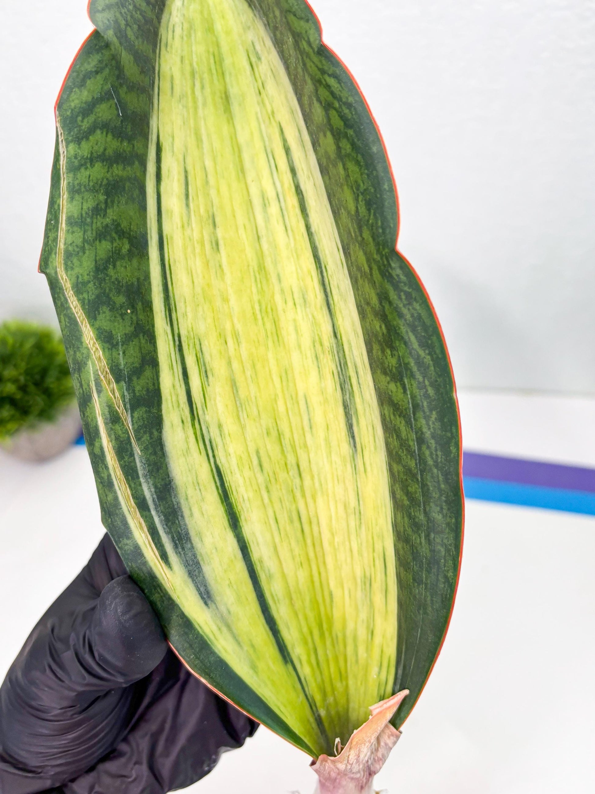 Sansevieria Masoniana Bruda (2) | Masoniana Var x Eliptica Var
