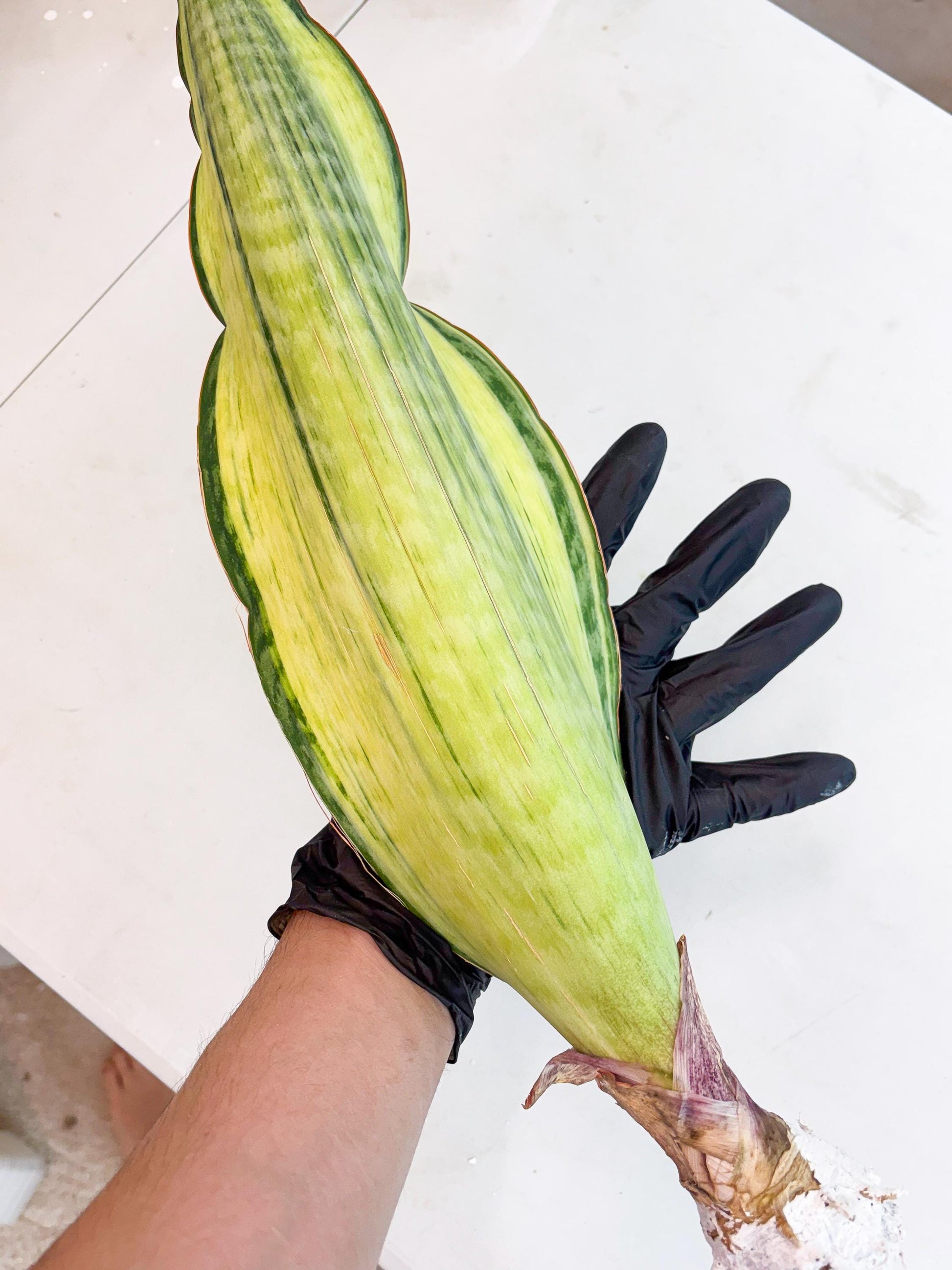 Sansevieria Masoniana Bruda (3) | Masoniana Var x Eliptica Var