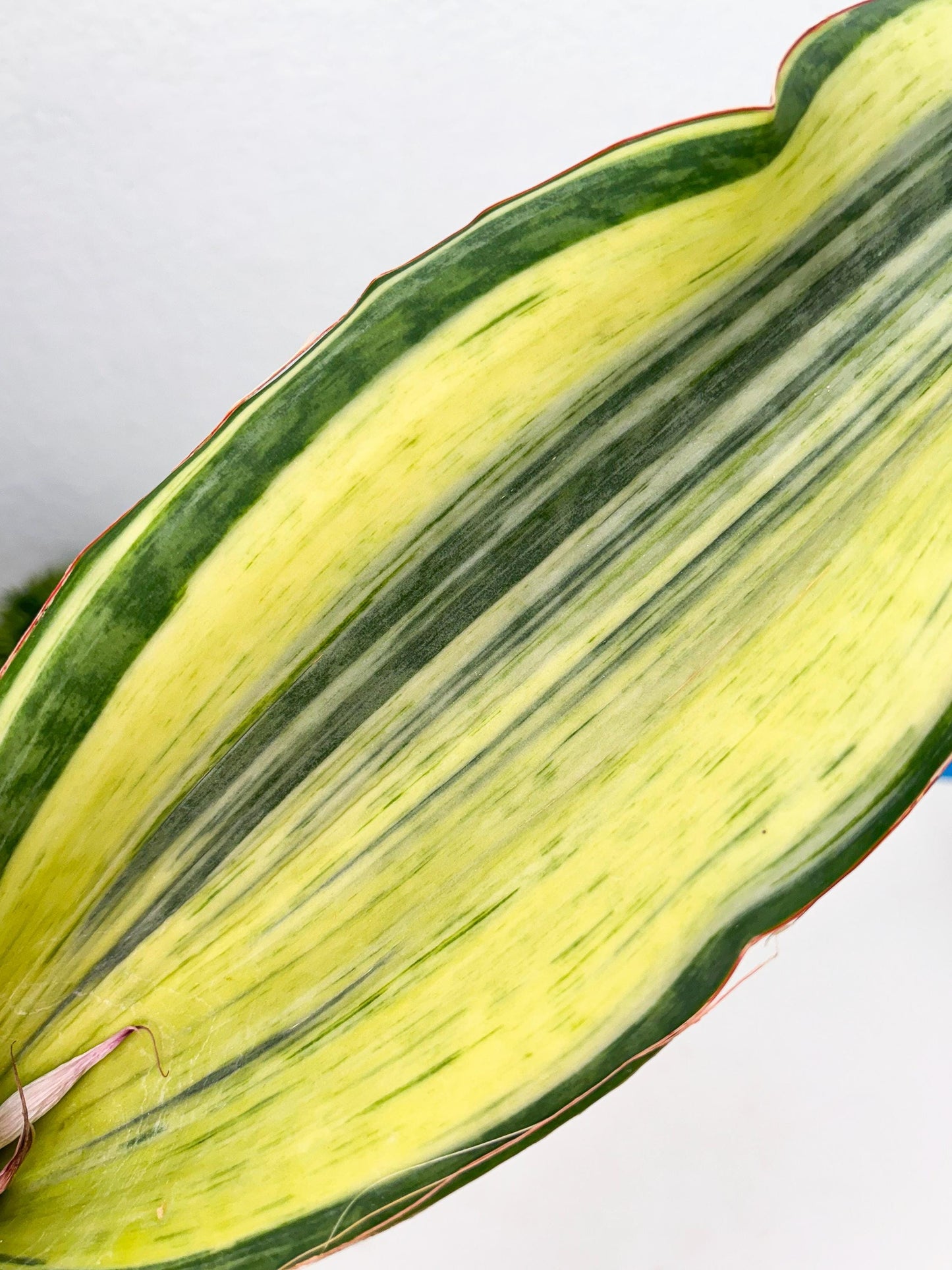 Sansevieria Masoniana Bruda (3) | Masoniana Var x Eliptica Var
