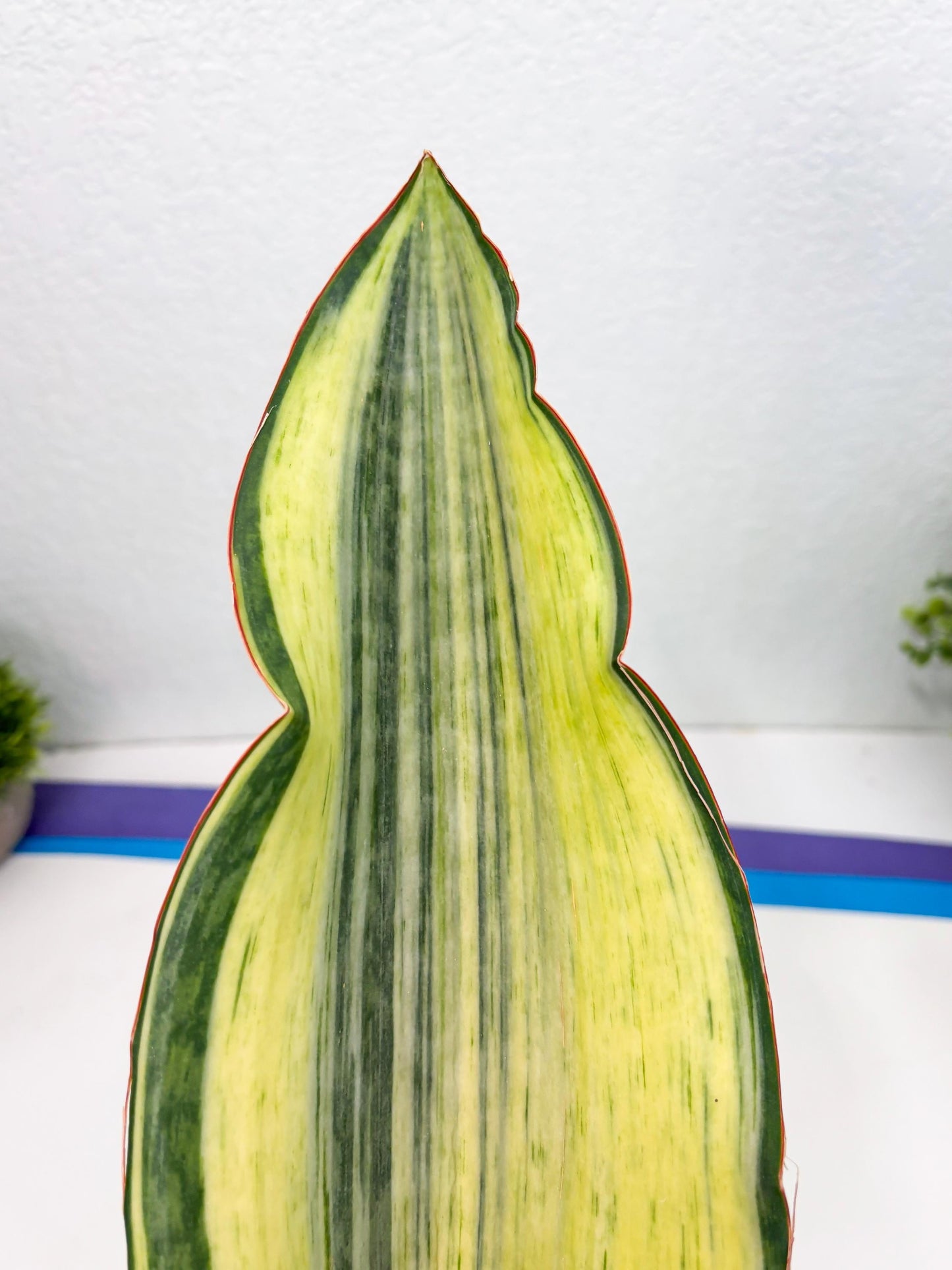 Sansevieria Masoniana Bruda (3) | Masoniana Var x Eliptica Var