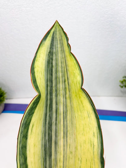 Sansevieria Masoniana Bruda (3) | Masoniana Var x Eliptica Var
