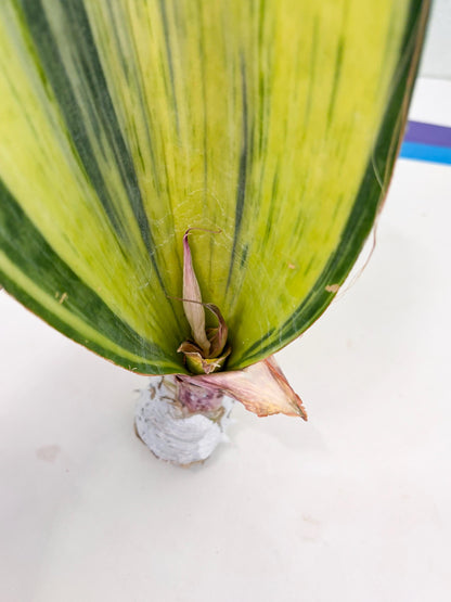 Sansevieria Masoniana Bruda (3) | Masoniana Var x Eliptica Var