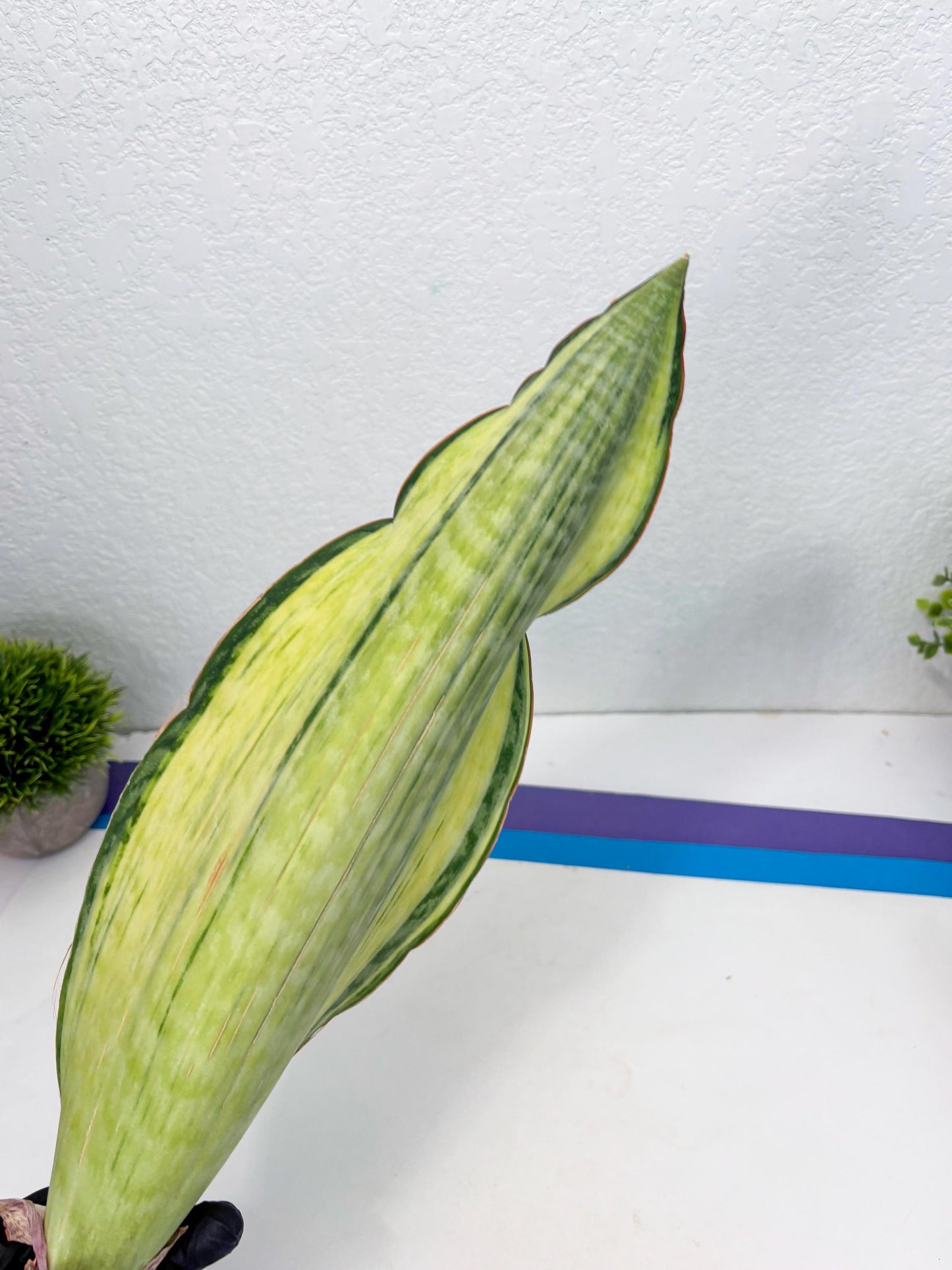 Sansevieria Masoniana Bruda (3) | Masoniana Var x Eliptica Var