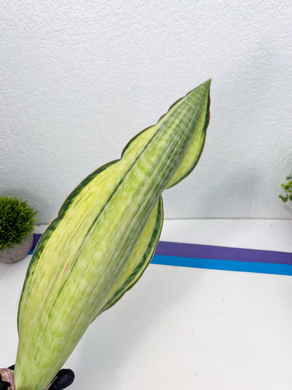 Sansevieria Masoniana Bruda (3) | Masoniana Var x Eliptica Var