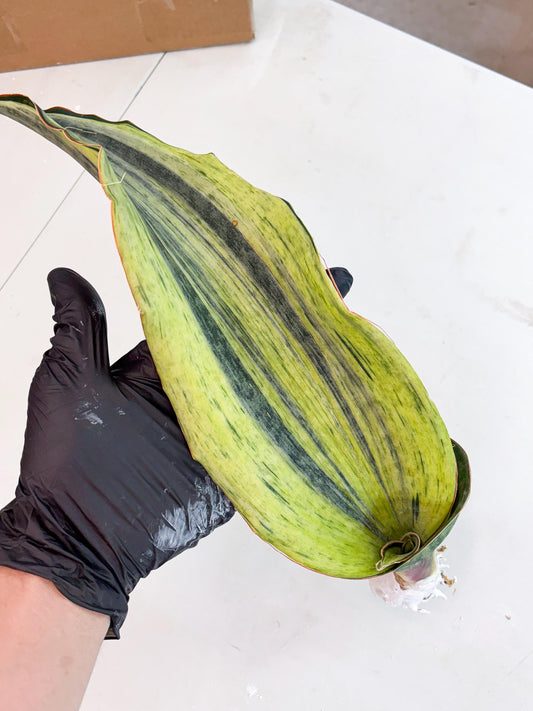 Sansevieria Masoniana Bruda (4) | Masoniana Var x Eliptica Var