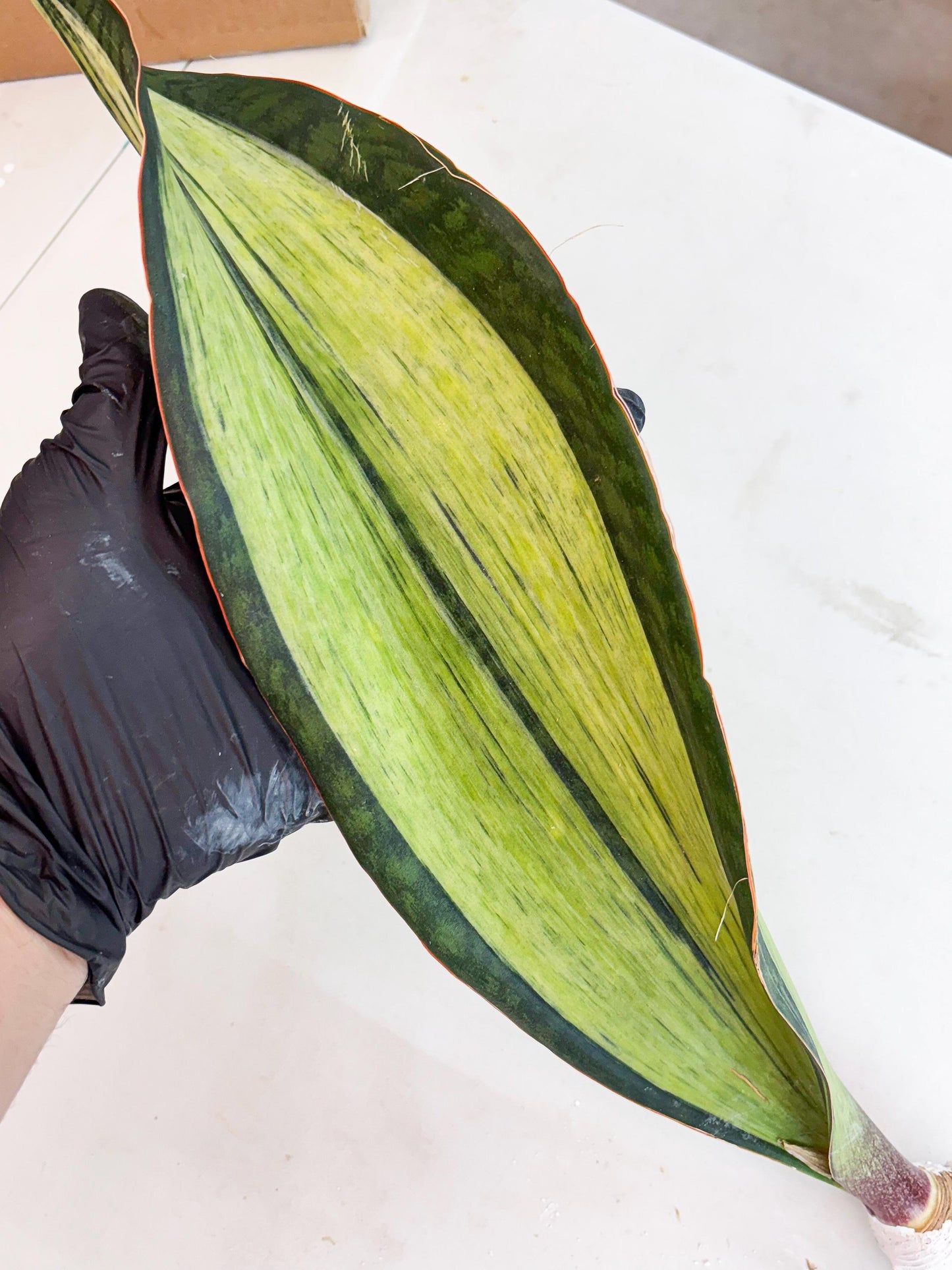 Sansevieria Masoniana Bruda (7) | Masoniana Var x Eliptica Var