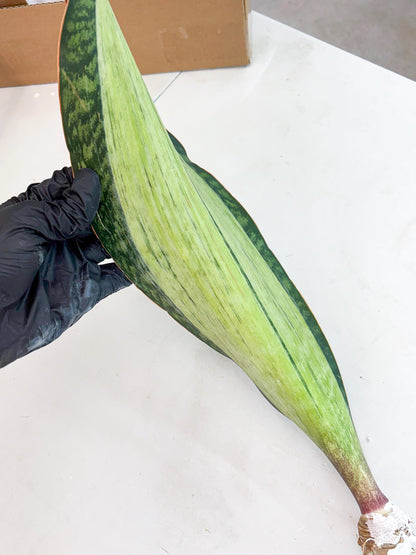 Sansevieria Masoniana Bruda (7) | Masoniana Var x Eliptica Var