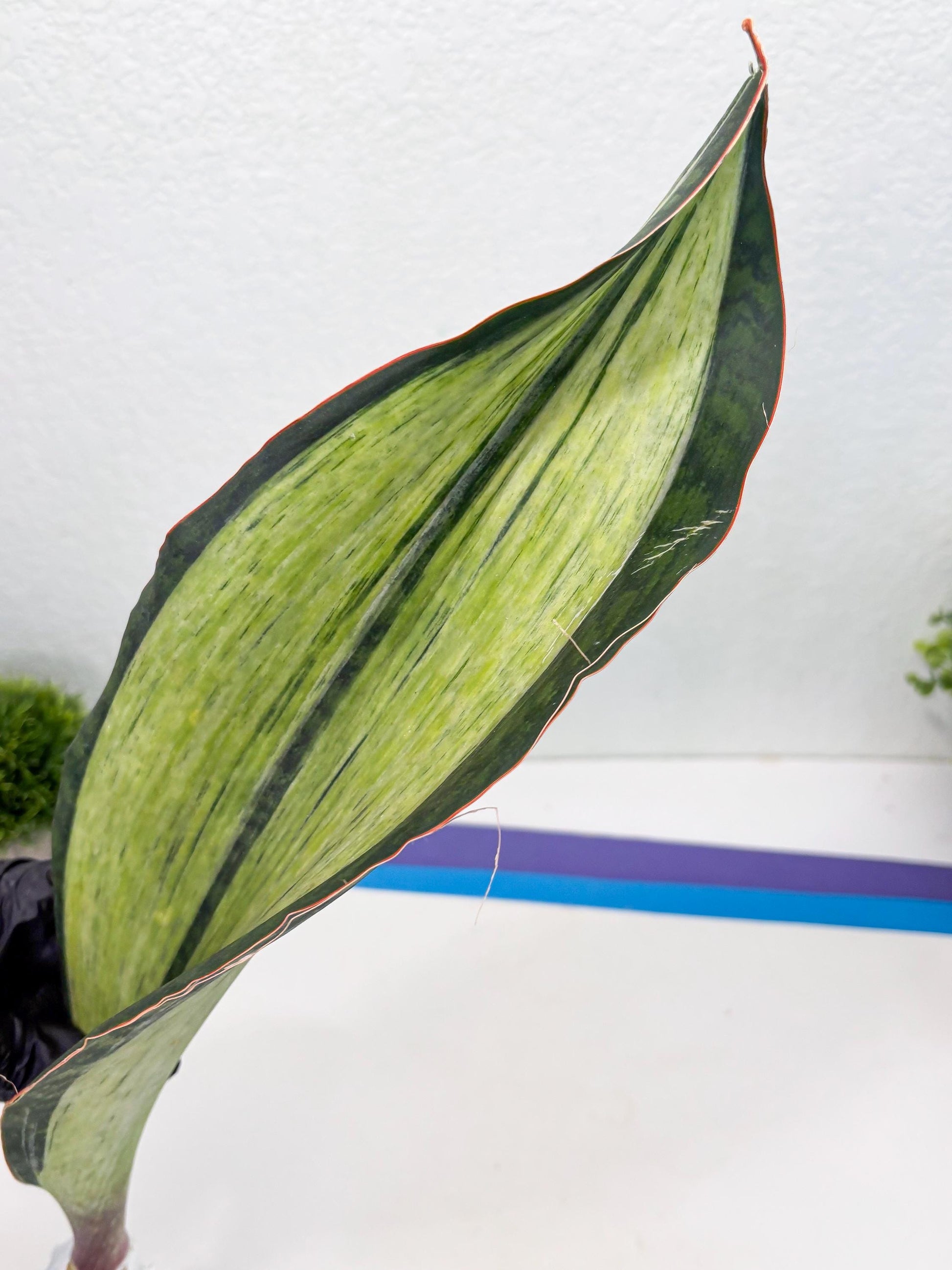Sansevieria Masoniana Bruda (7) | Masoniana Var x Eliptica Var
