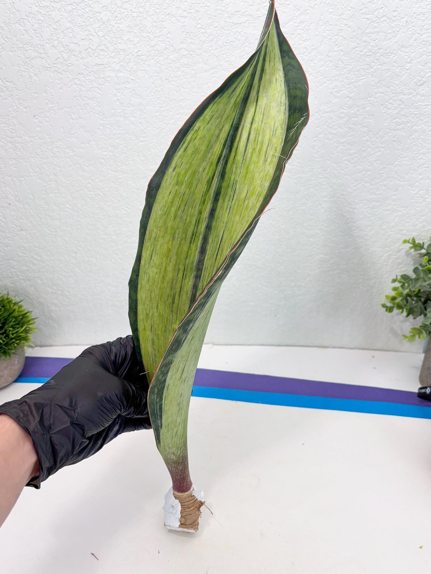 Sansevieria Masoniana Bruda (7) | Masoniana Var x Eliptica Var