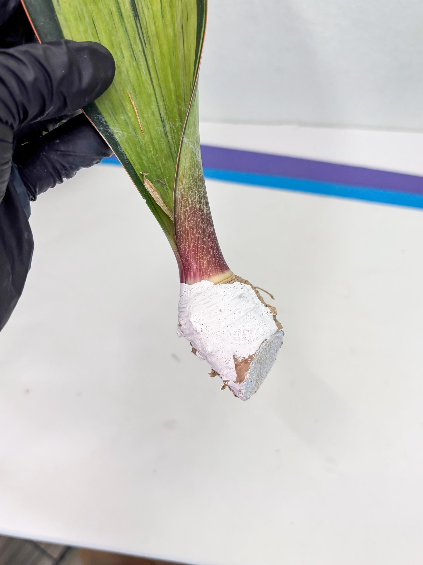 Sansevieria Masoniana Bruda (7) | Masoniana Var x Eliptica Var