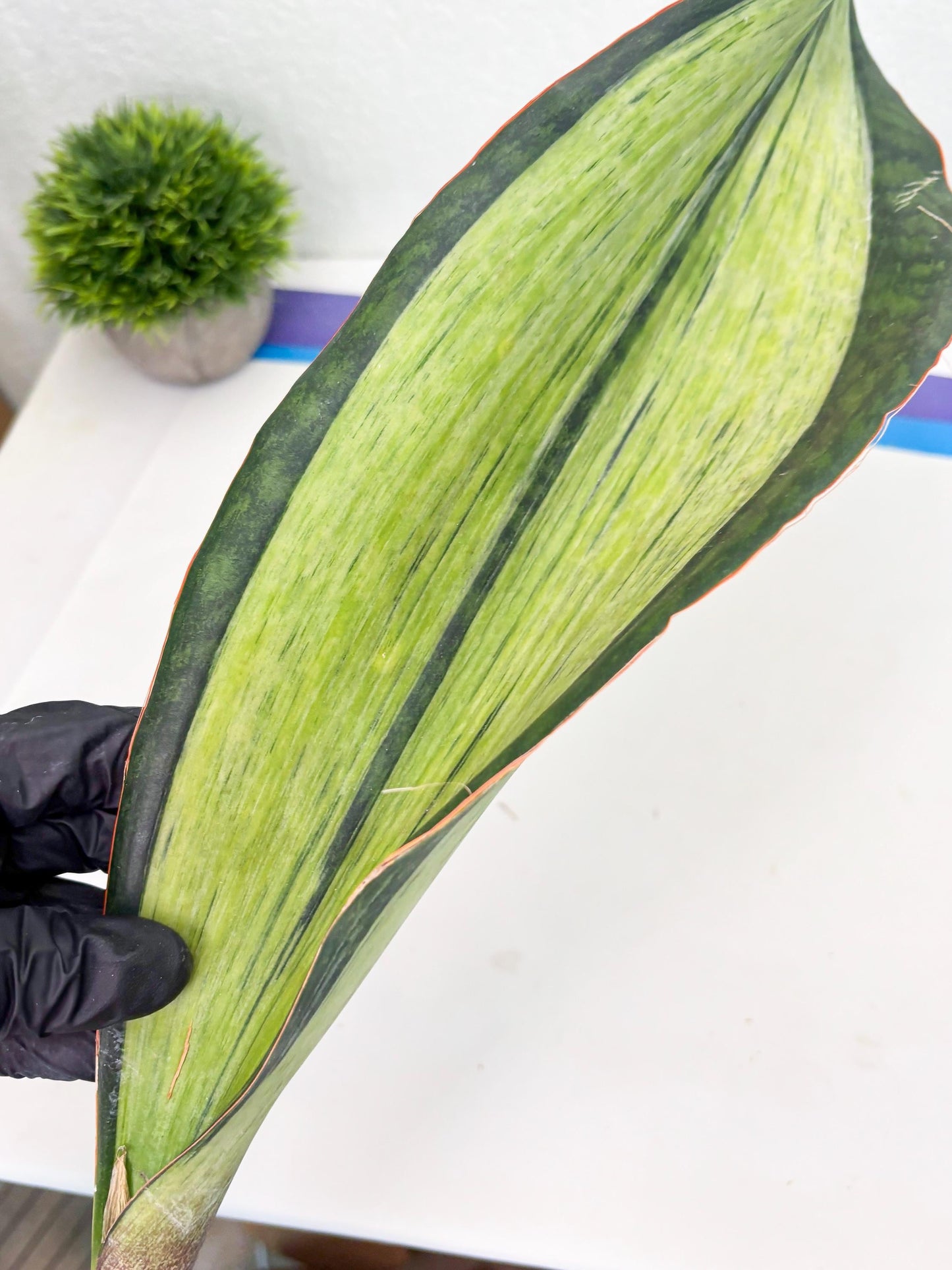 Sansevieria Masoniana Bruda (7) | Masoniana Var x Eliptica Var