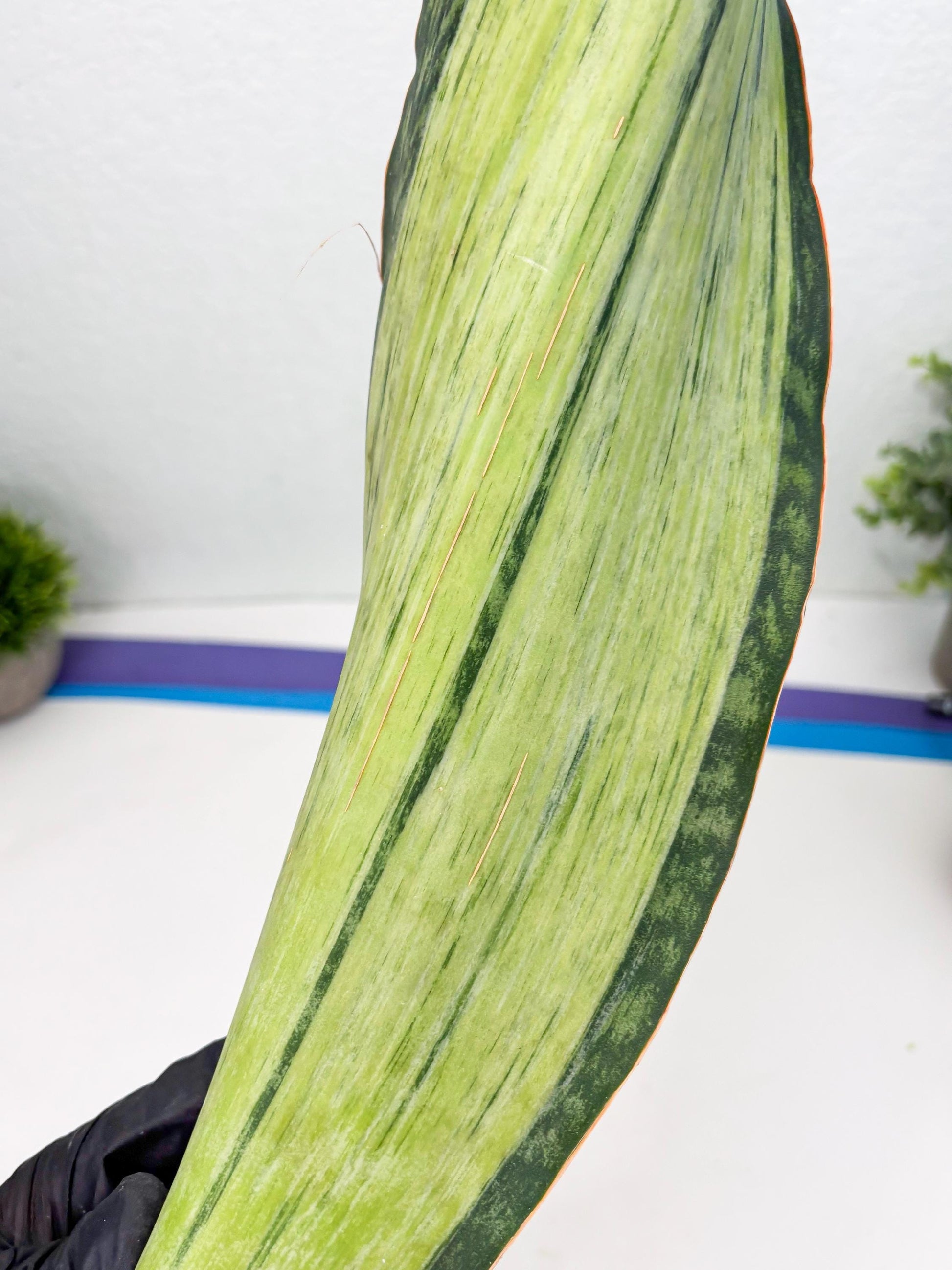 Sansevieria Masoniana Bruda (7) | Masoniana Var x Eliptica Var