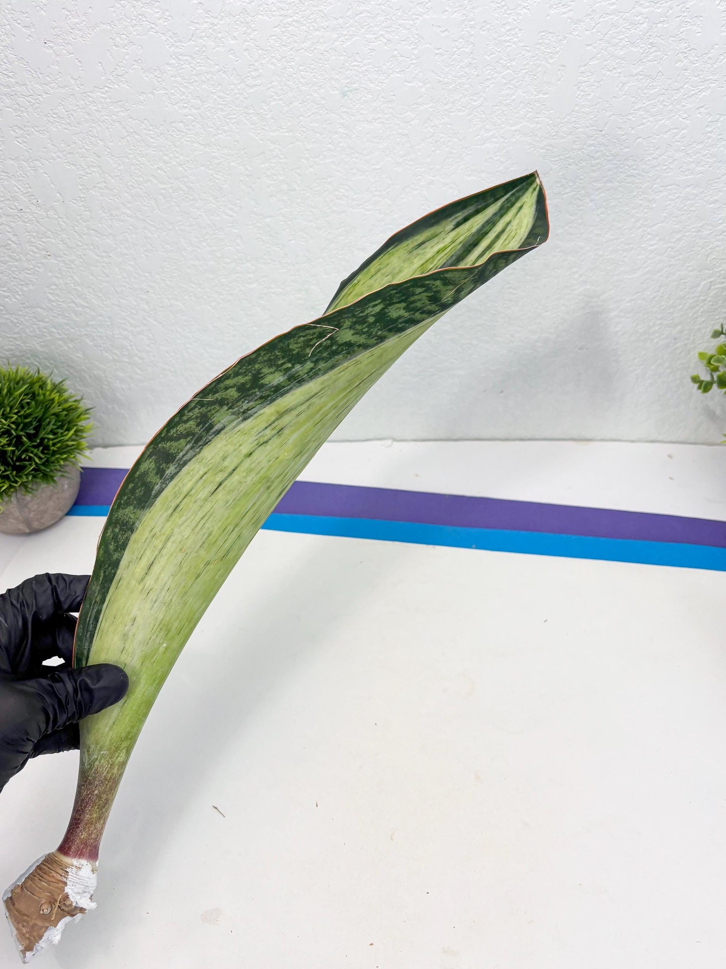 Sansevieria Masoniana Bruda (7) | Masoniana Var x Eliptica Var
