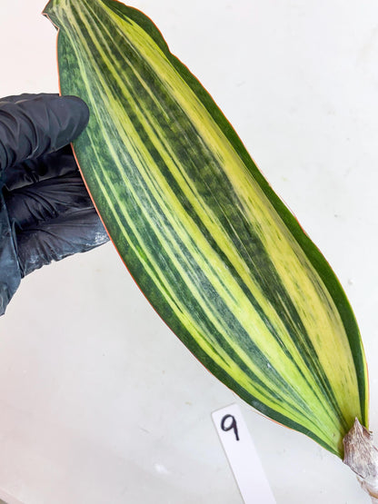 Sansevieria Masoniana Bruda (9) | Masoniana Var x Eliptica Var