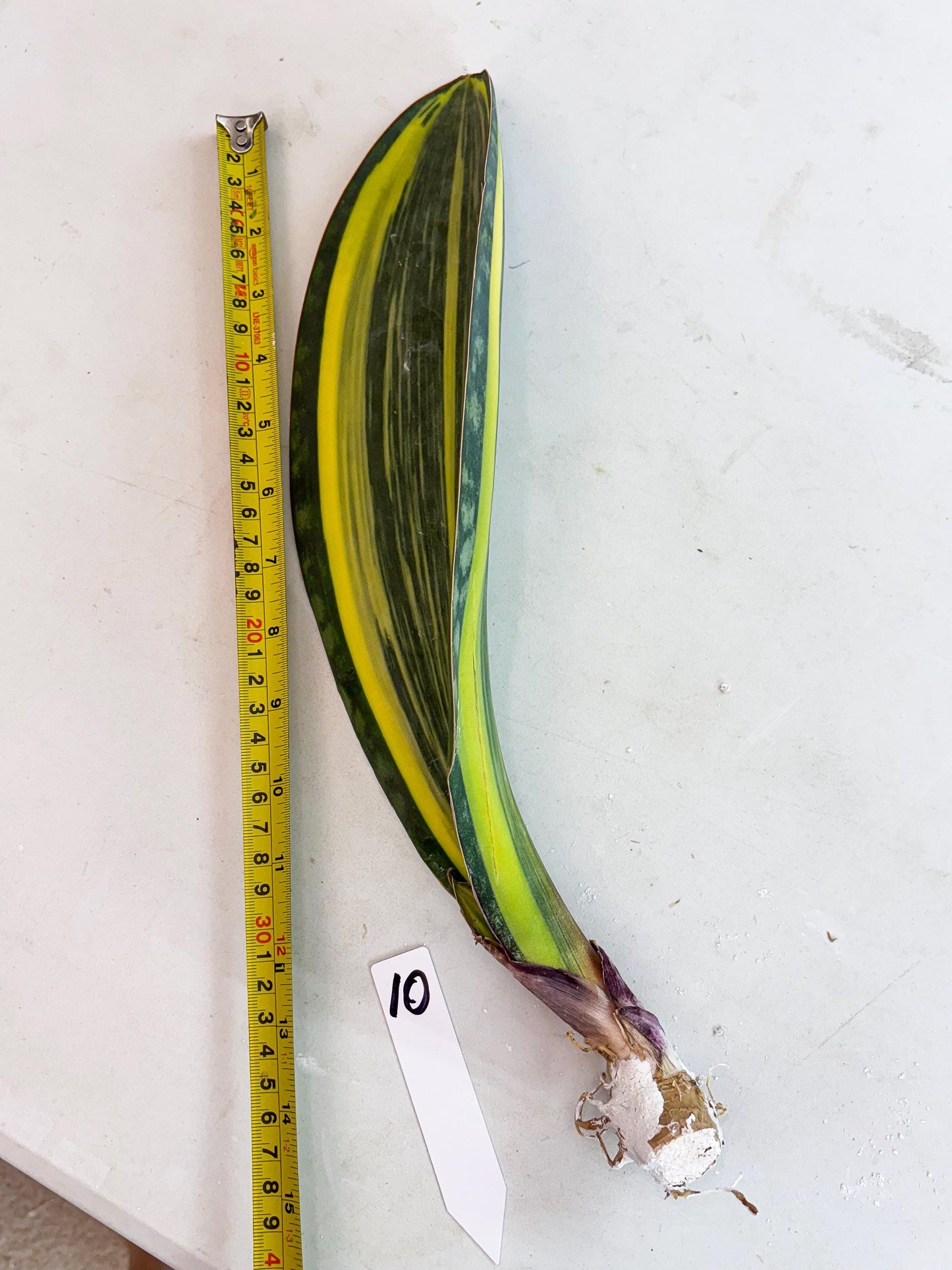 Sansevieria Masoniana Var (10) | Imported Plants