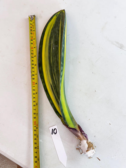 Sansevieria Masoniana Var (10) | Imported Plants