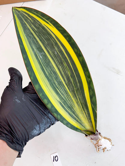 Sansevieria Masoniana Var (10) | Imported Plants