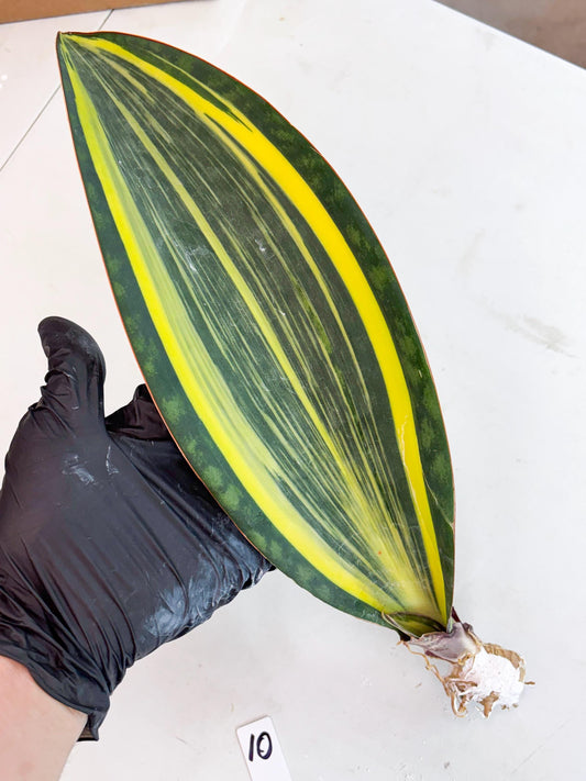 Sansevieria Masoniana Var (10) | Imported Plants