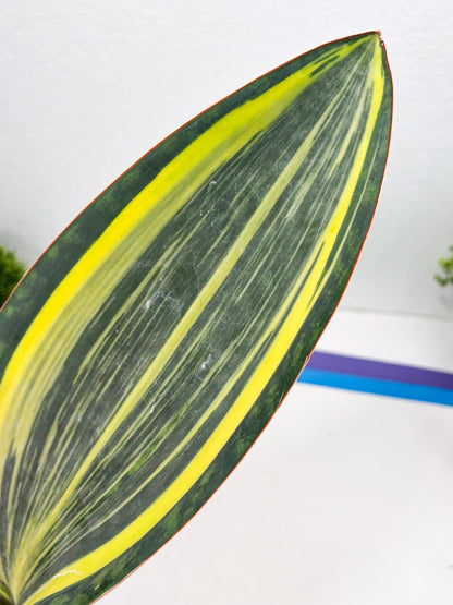 Sansevieria Masoniana Var (10) | Imported Plants