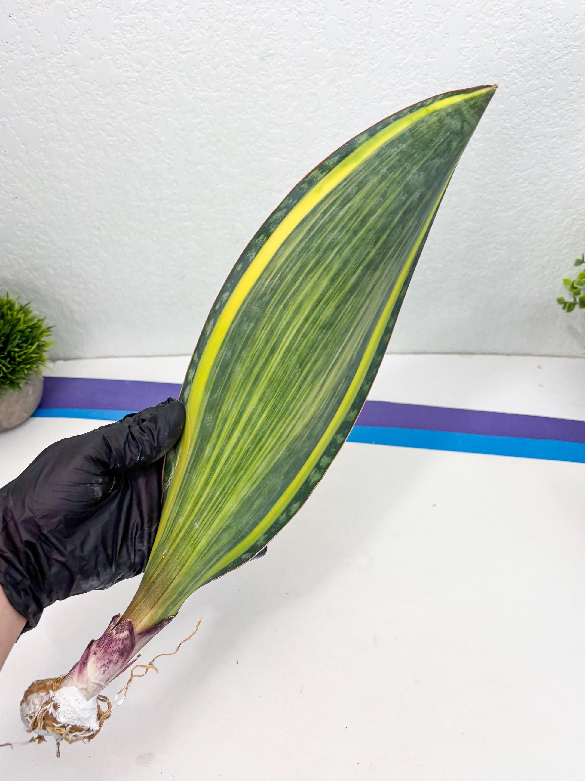 Sansevieria Masoniana Var (10) | Imported Plants