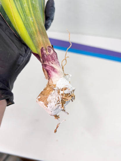 Sansevieria Masoniana Var (10) | Imported Plants