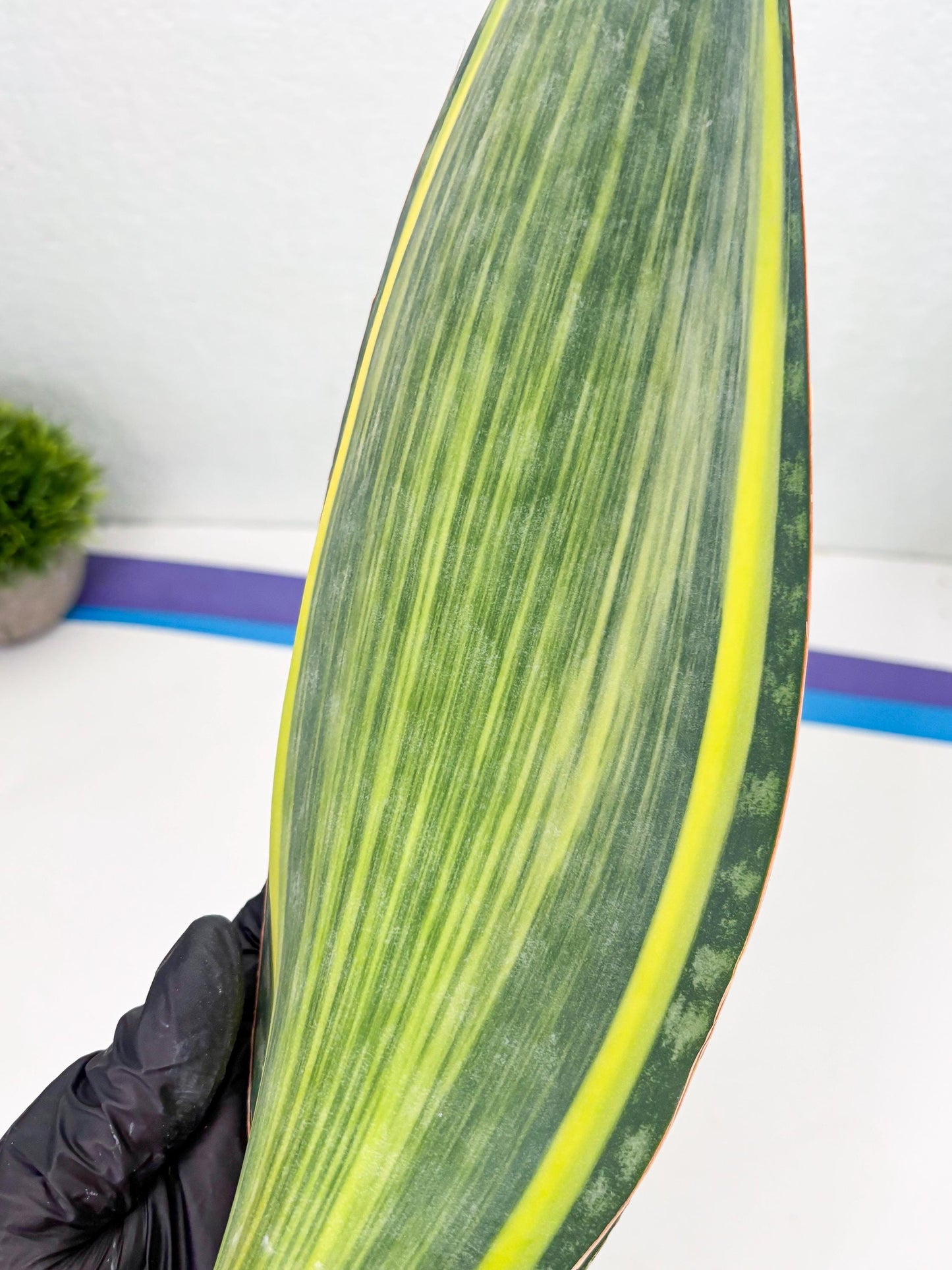 Sansevieria Masoniana Var (10) | Imported Plants