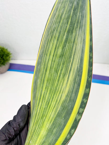 Sansevieria Masoniana Var (10) | Imported Plants