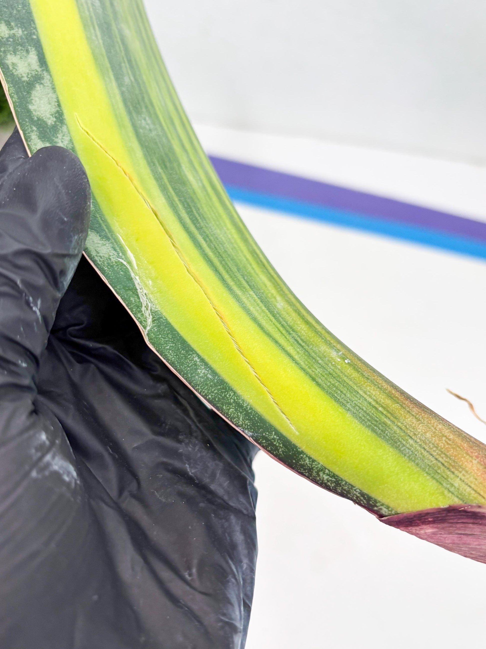 Sansevieria Masoniana Var (10) | Imported Plants