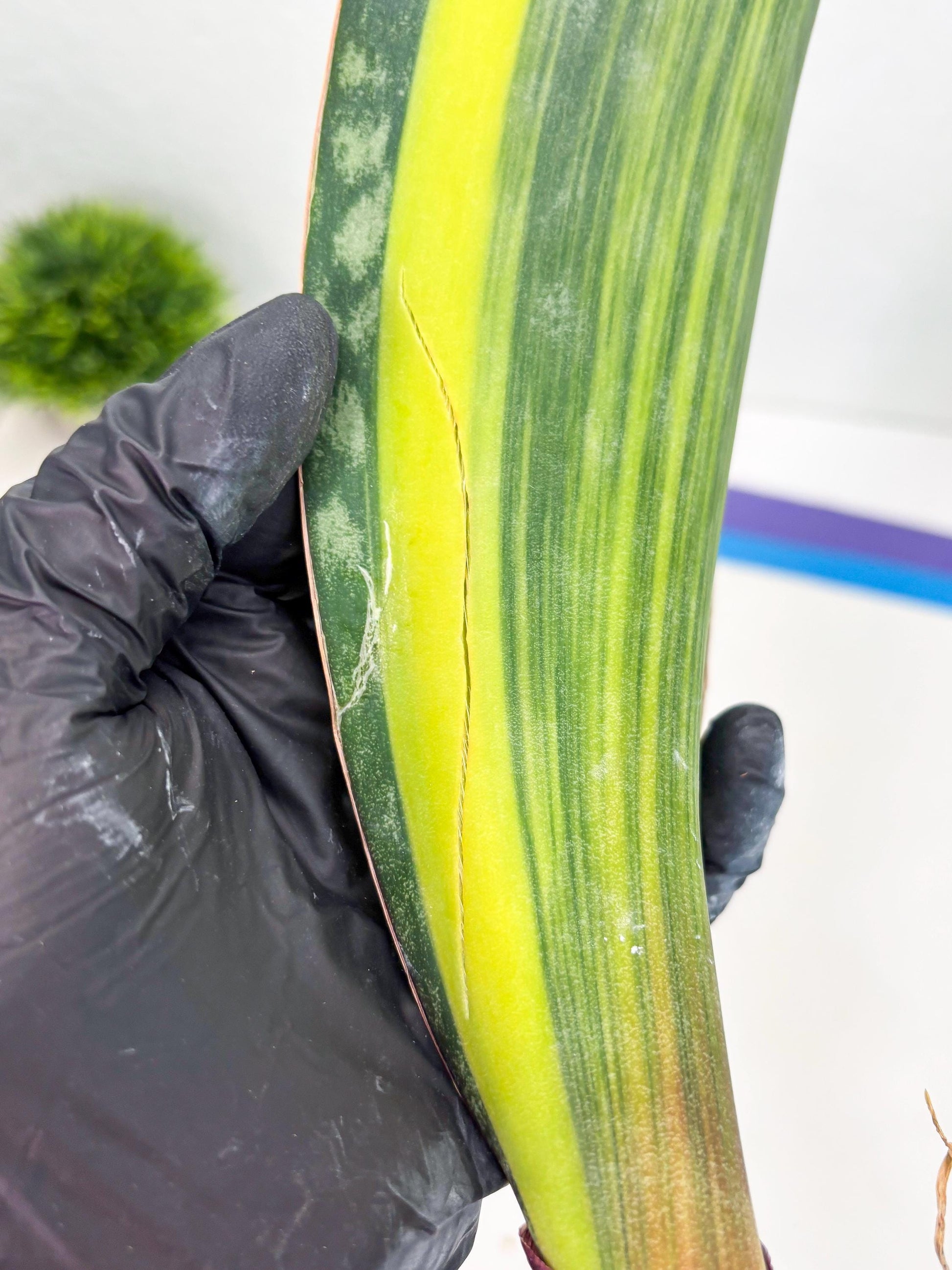 Sansevieria Masoniana Var (10) | Imported Plants