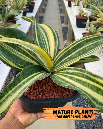 Sansevieria Macrophylla Var (3) | Very Rare Import