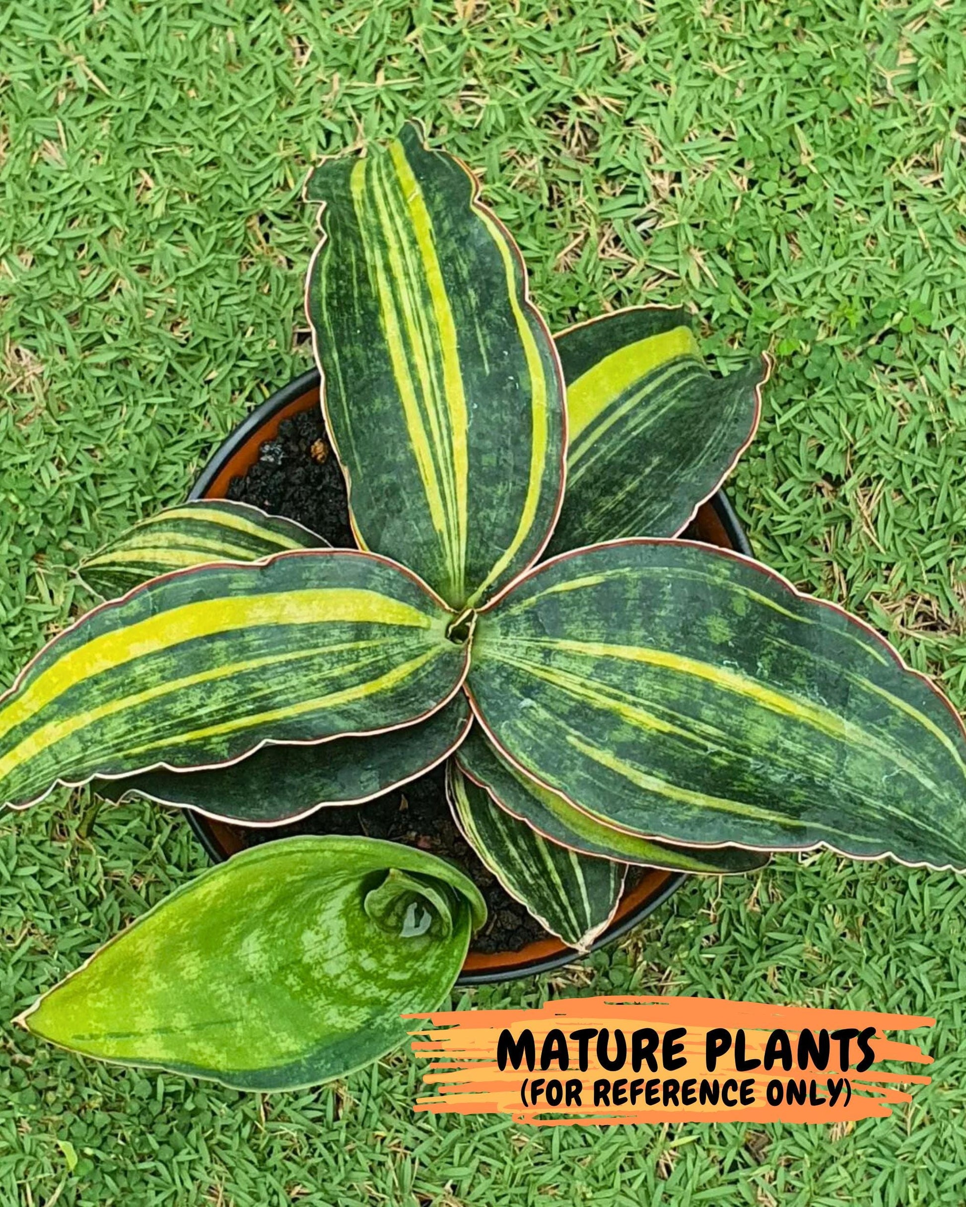 Sansevieria Macrophylla Var (5) | Very Rare Import