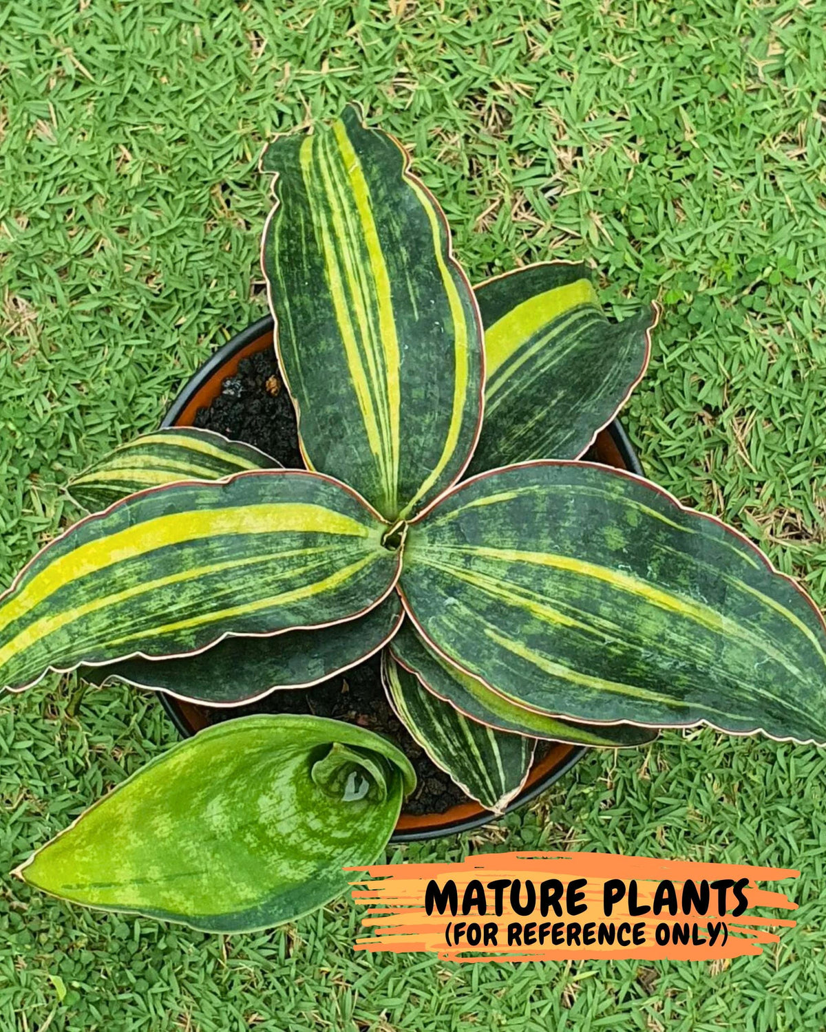 Sansevieria Macrophylla Var (3) | Very Rare Import