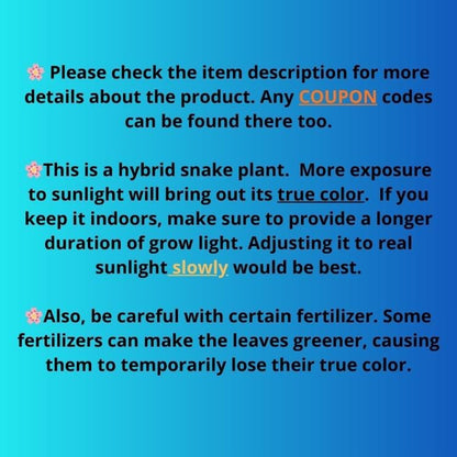 Sansevieria Black Rose var (Su6) (1) | Rare Snake Plant