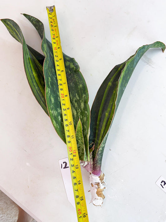 Sansevieria Macrophylla Variegated (12) | Very Rare Import