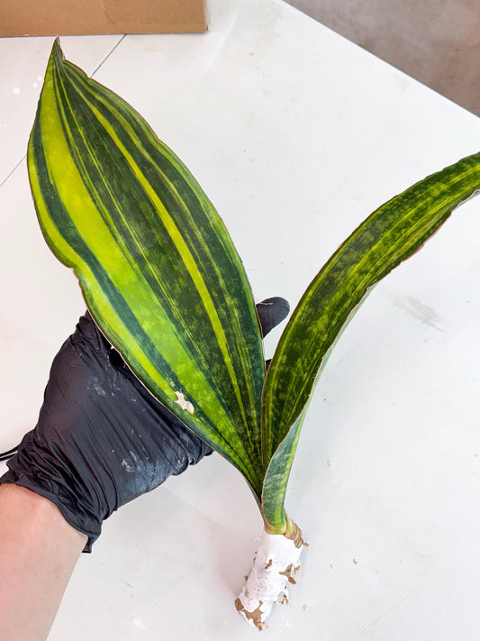 Sansevieria Macrophylla Variegated (13) | Very Rare Import