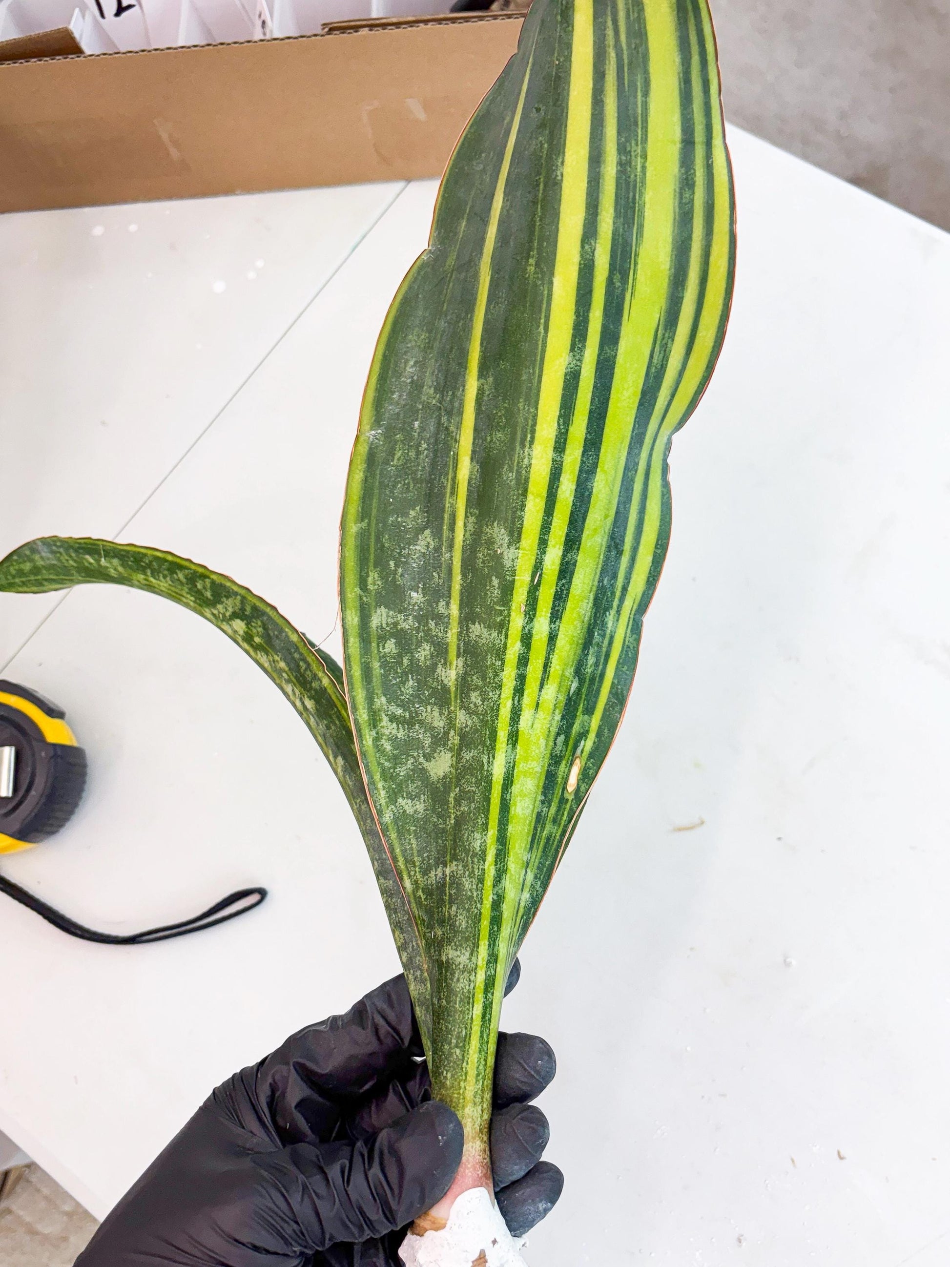 Sansevieria Macrophylla Var (13) | Very Rare Import