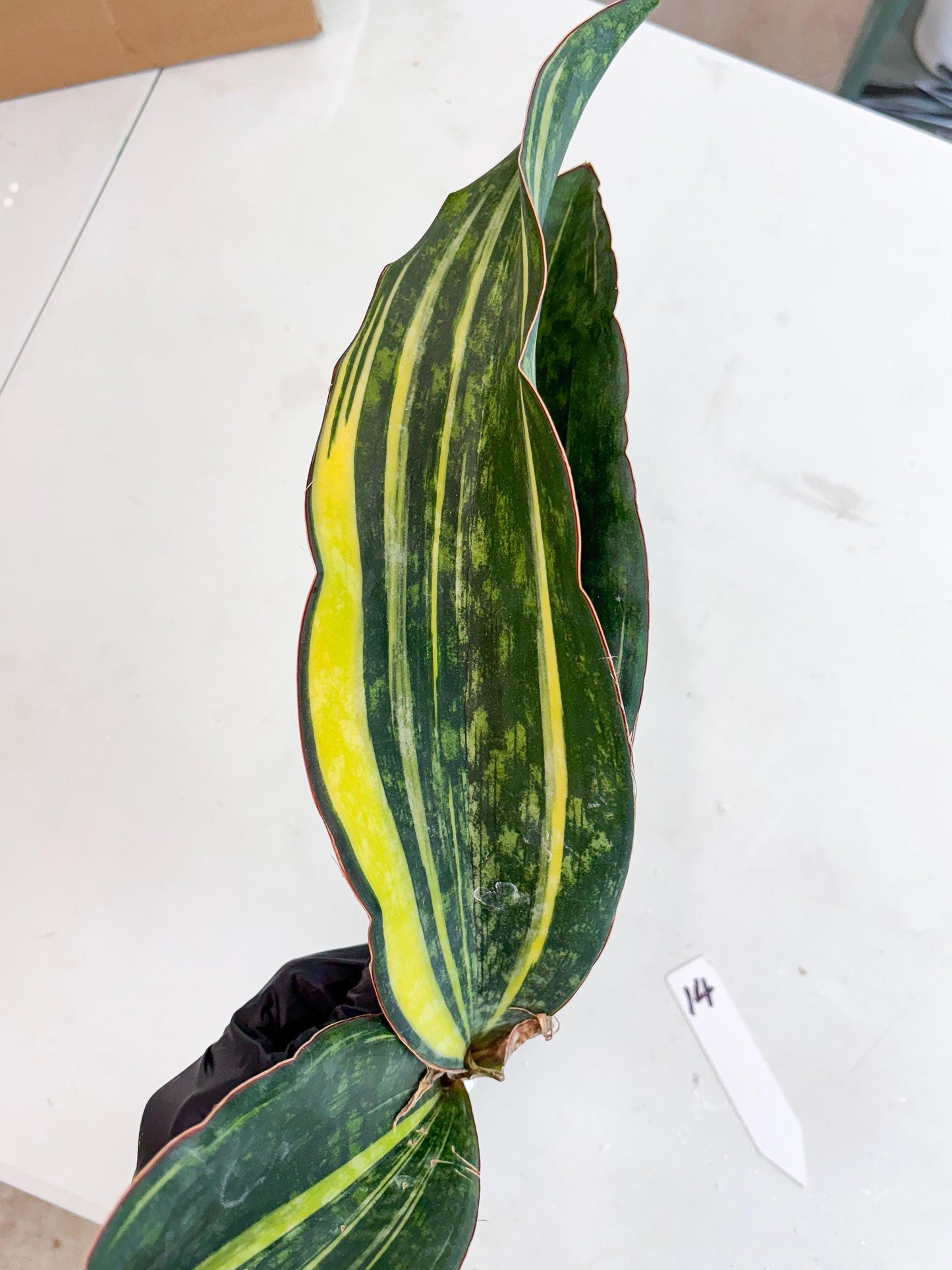 Sansevieria Macrophylla Variegated (14) | Very Rare Import