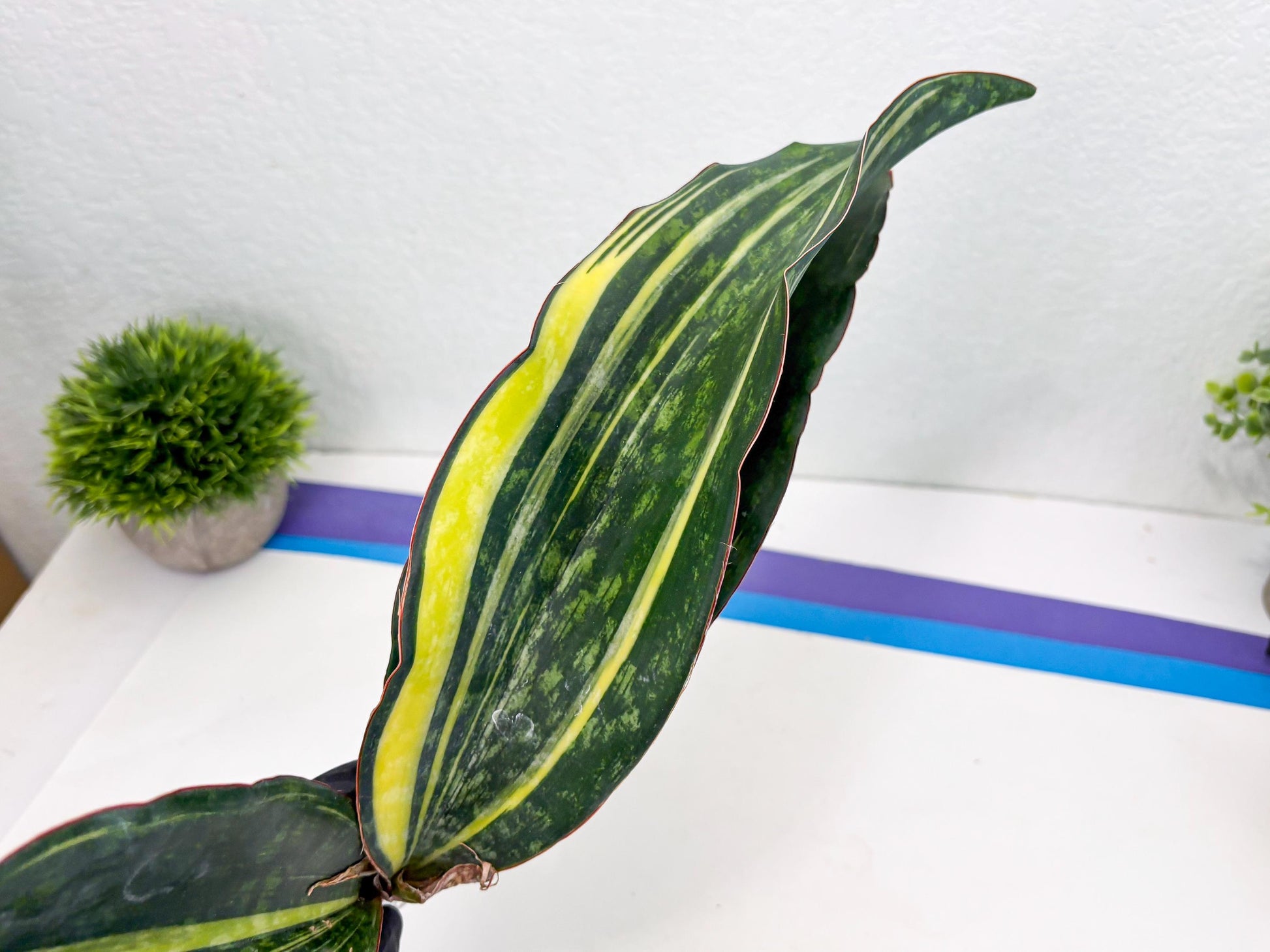 Sansevieria Macrophylla Variegated (14) | Very Rare Import